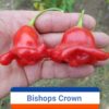Bishop’s Crown *