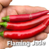 Flaming Jade **