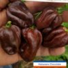 Habanero, Chocolate ****