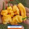 Habanero, Peach ****