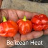Belizean Heat *****