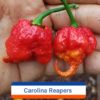 Carolina Reaper *****