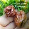 Chocolate Champion *****