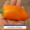 Lunchbox Orange