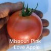 Missouri Pink Love Apple