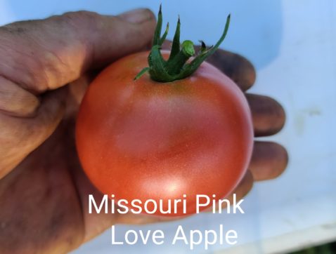 Missouri Pink Love Apple
