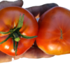 Moreton