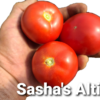 Sasha’s Altai