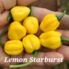 Habanero, Lemon Starburst ****