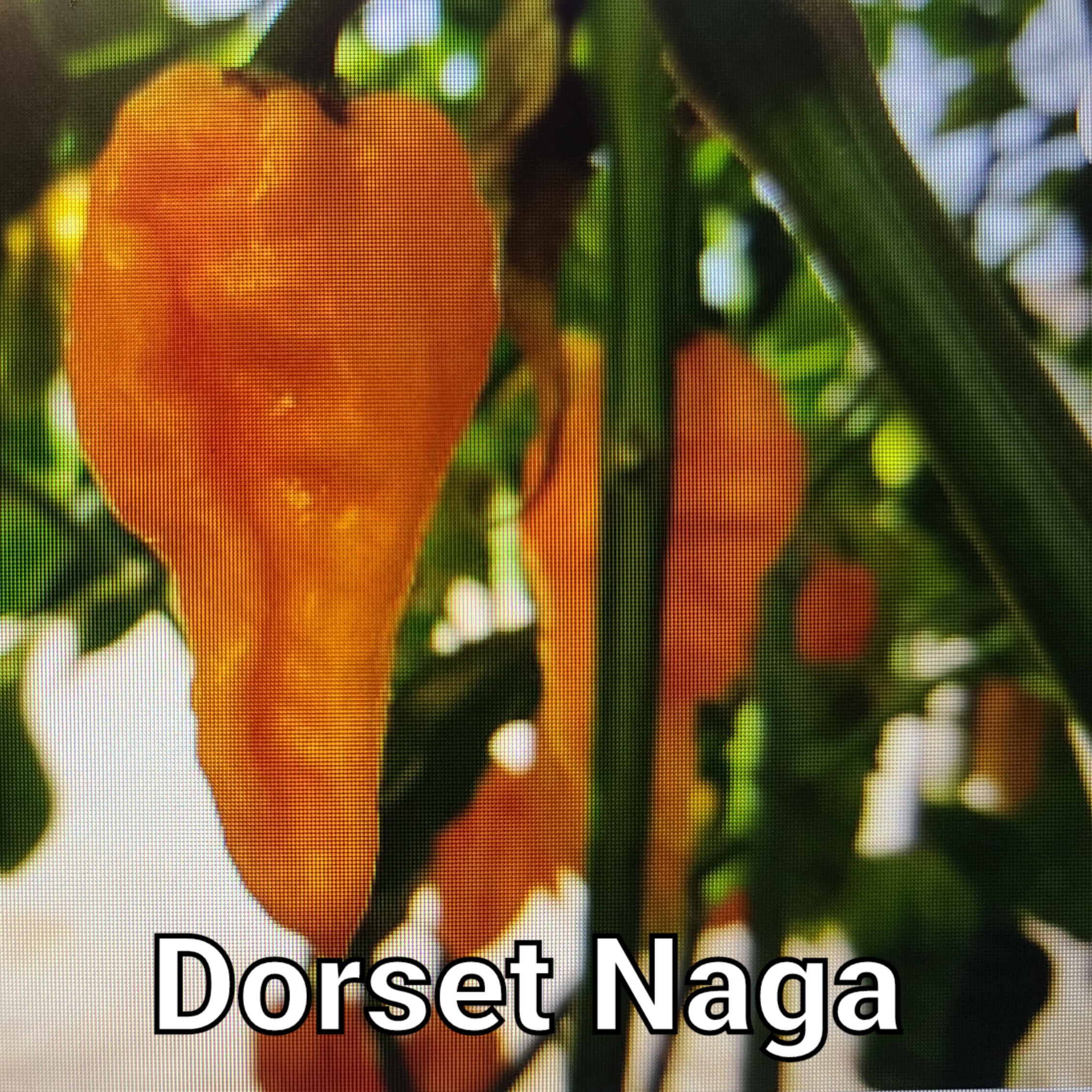 Dorset Naga ****