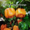 Scotch Bonnet Freeport Orange ****