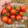 Cherry Bomb tomato