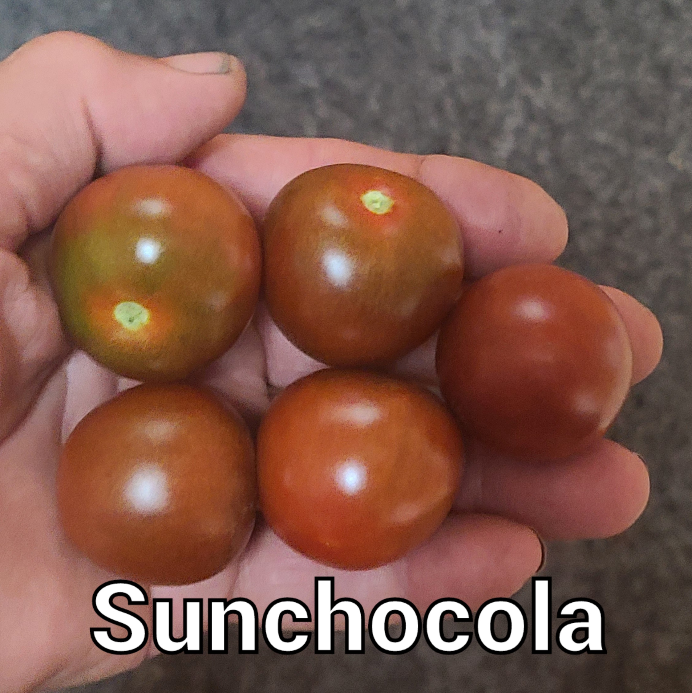 Sunchocola
