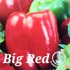 Big Red