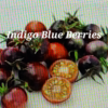 Indigo Blue Berries