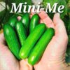 Cuke Mini-Me