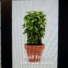 Basil Everleaf Emerald Tower