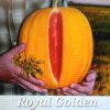 MEL Royal Golden