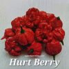 Hurt Berry *****