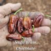 Naga Brain Chocolate
