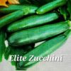 SQ Elite Zucchini