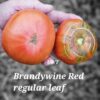 Brandywine Red regular leaf