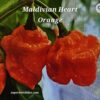Maldivian Heart Orange ****