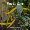 Sarit Gat ***