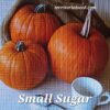 SQ Small Sugar Pumpkin