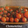 Clementine