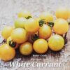 White Currant