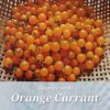 Orange Currant